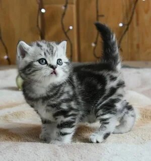 Мрамор шотландских кошек