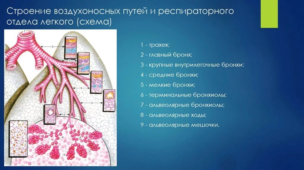 Функции воздухоносных путей человека. Строение воздухоносных путей и респираторного отдела легкого схема. строение респираторного отдела. строение респираторного отдела легкого. респираторный отдел легкого гистология.