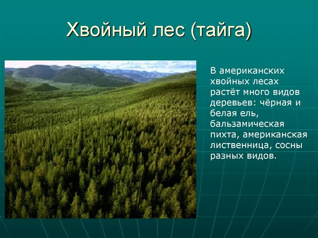 Климатические характеристики тайги. Природные зоны Северной Америки Тайга. Природная зона хвойных лесов. Хвойные леса презентация. Что такое Лесные зоны в географии.