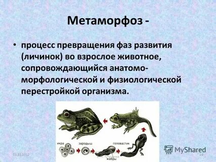 Балтийский тюлень развитие с метаморфозом
