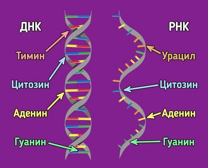 ДНК. ИРНК. ДНК И РНК. Схема строения ДНК.