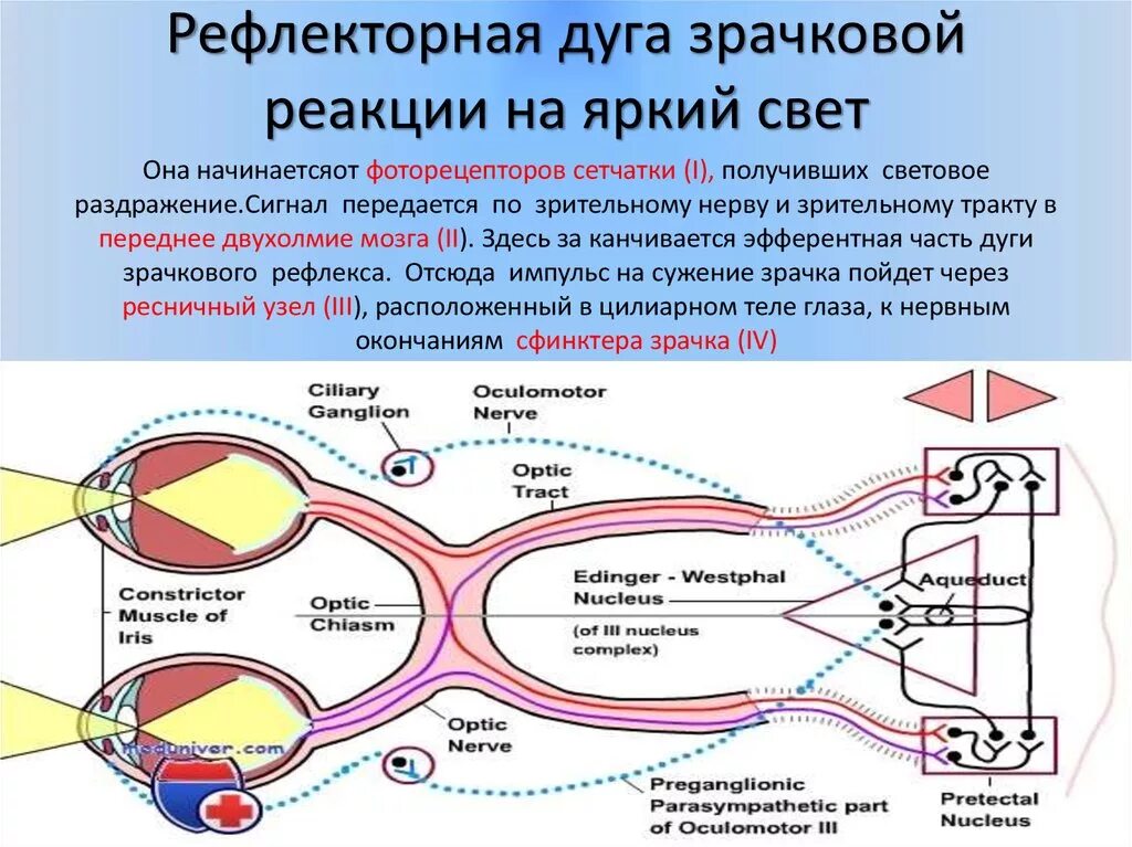 Зрачковый рефлекс схема физиология. Схема рефлекторной дуги зрачкового рефлекса. Рефлекторная дуга условного зрачкового рефлекса. Условно рефлекторная дуга зрачкового рефлекса схема.