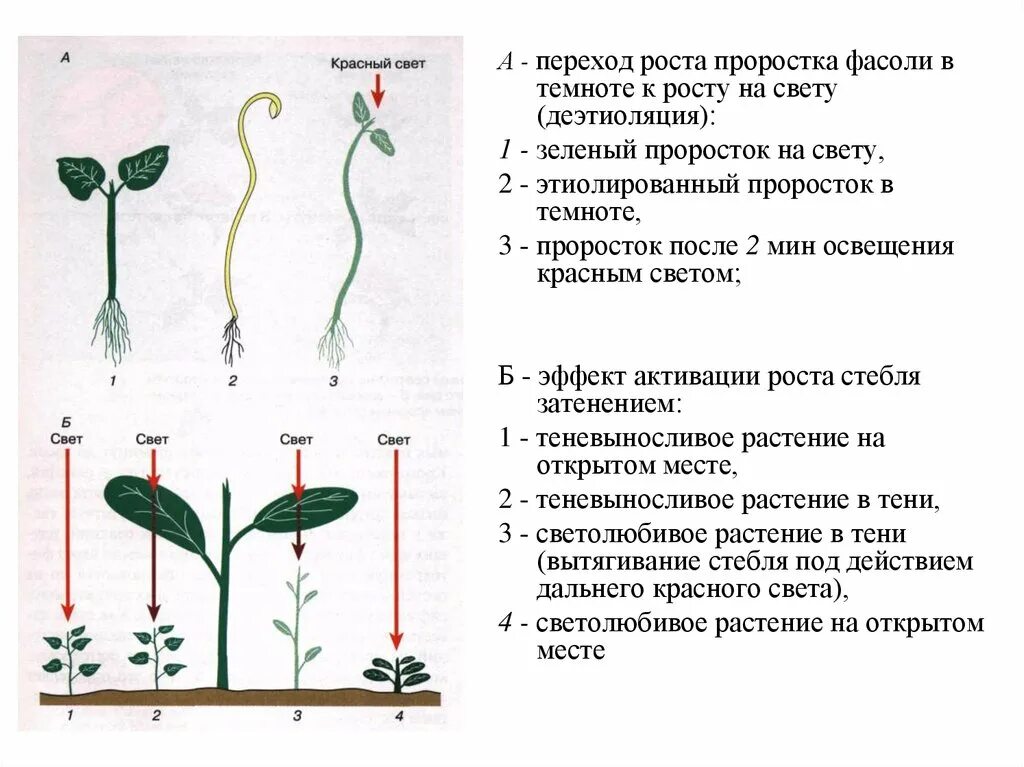 В процессе роста растений происходит выберите. Рост и питание проростка 6 класс. Рост растений. Рост проростка фасоли. Рост растений в темноте и на свету.