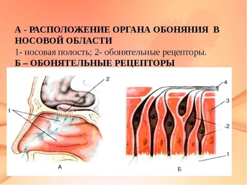 Орган обоняния. Обонятельный анализатор обонятельный клетки. Обонятельные рецепторы в носовой полости. Рецепторные клетки обонятельного анализатора. Орган обоняния обонятельные клетки.