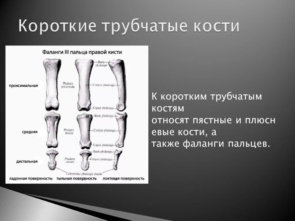 Проксимальная фаланга пальца стопы анатомия. Проксимальная фаланга мизинца кисти. Кости фаланг пальцев. Основная фаланга пальца. Трубчатые это какие