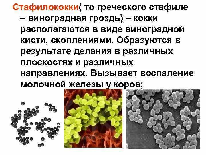 Стафилококки располагаются. Стафилококки располагаются в виде. Бактерии в форме виноградной грозди. Кокки, располагающиеся в виде гроздьев винограда.