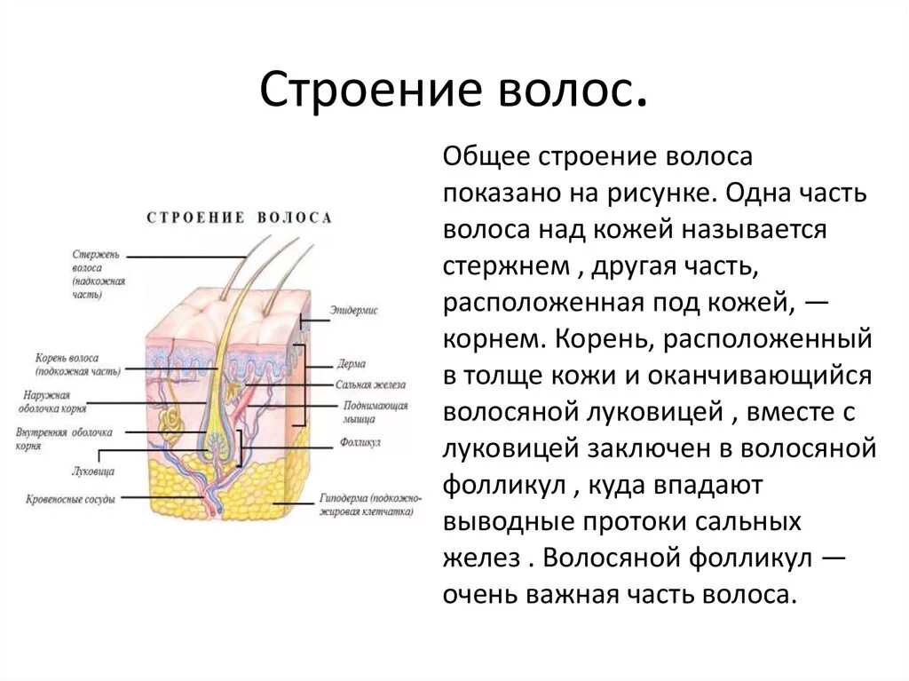 Корни волос расположены в. Строение стержня волоса кратко. Строение волоса основные части. Матрикс волоса строение. Строение волоса для 3 класса.