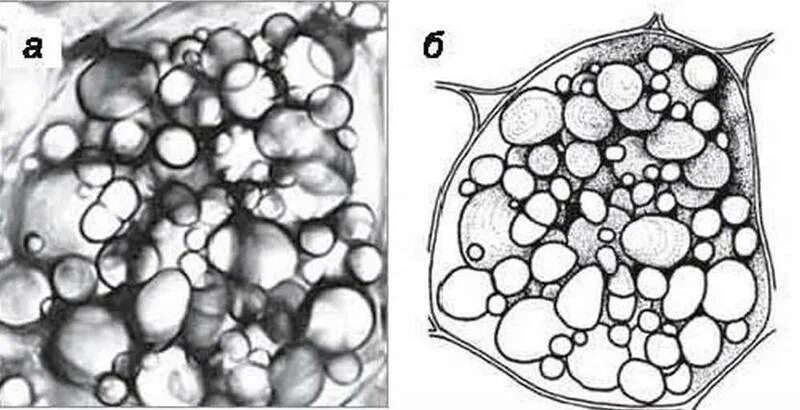 клетка листа картофеля. клетки клубня картофеля. запасные вещества клетки клубня картофеля. крахмальные зерна в клетках клубня картофеля. клетка листа картофеля.