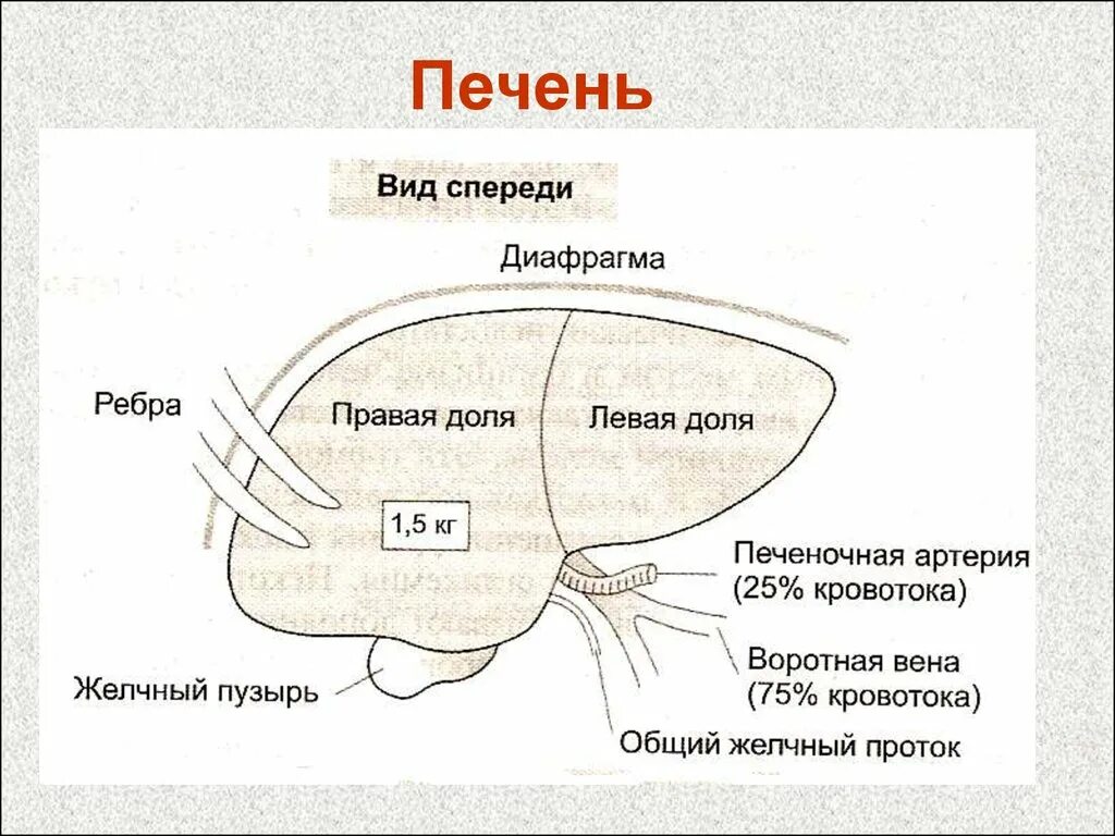 Печень какой формы