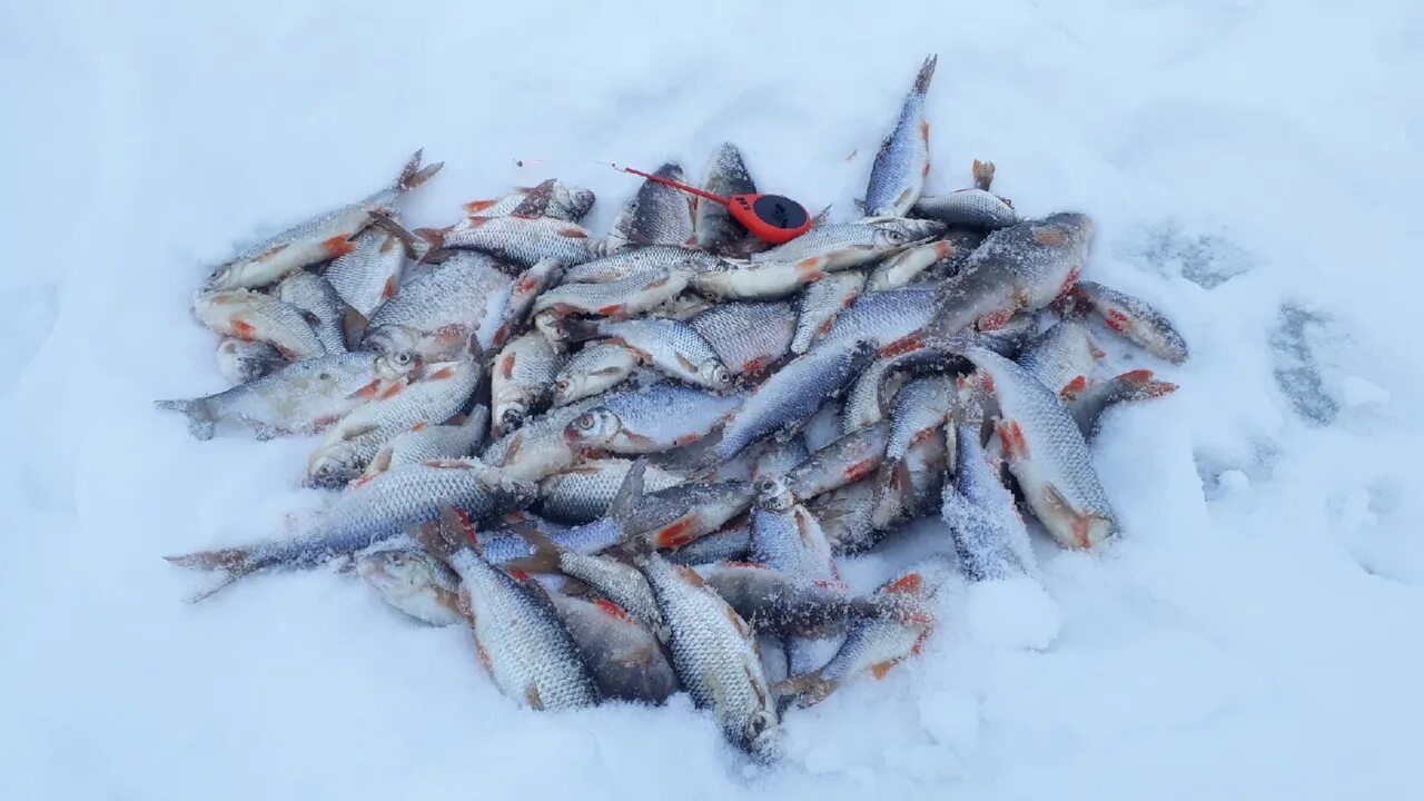 Февральские рыбы. Рыбалка в феврале. Рыбалка в Нижегородской области. Рыбалка в Фокино Нижегородская область. Рыбалка нижний новгород и область в контакте