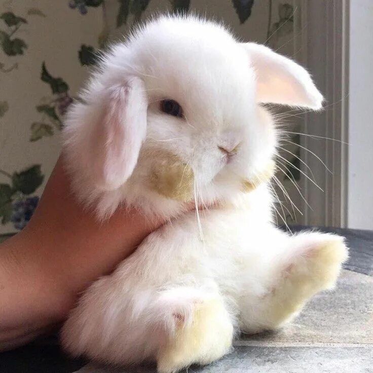 Smutty bunny. Милые кролики. Smutty bunny. Кролики декоративные карликовые банни. Белый зайчик.