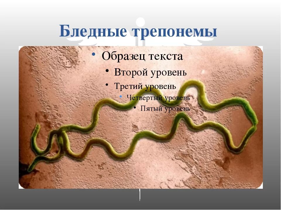 Бледная трепонема treponema pallidum. Спирохета бледная трепонема. Бледная спирохета это бактерия. Бледная спирохета микробиология.