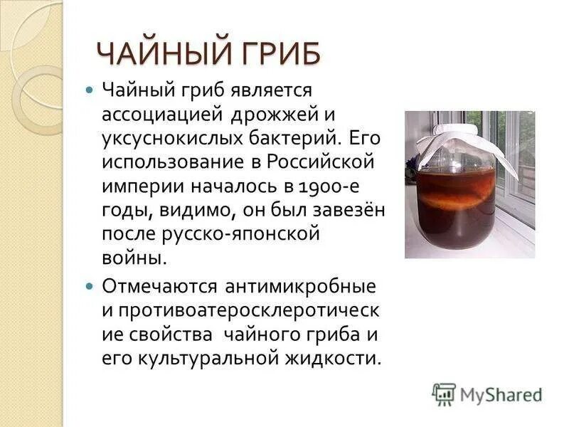 Как заваривать чайный гриб в домашних. Чайный гриб в 5 литровой банке. Полезен ли чайный гриб. Чайный гриб доклад. Чем полезен чайный гриб.