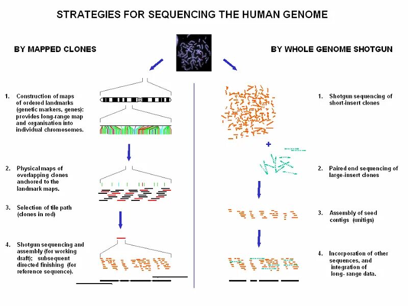 Полногеномное секвенирование что это. Метод дробовика секвенирование. human genome sequencing. метод дробовика секвенирование схема. секвенирование днк человека.