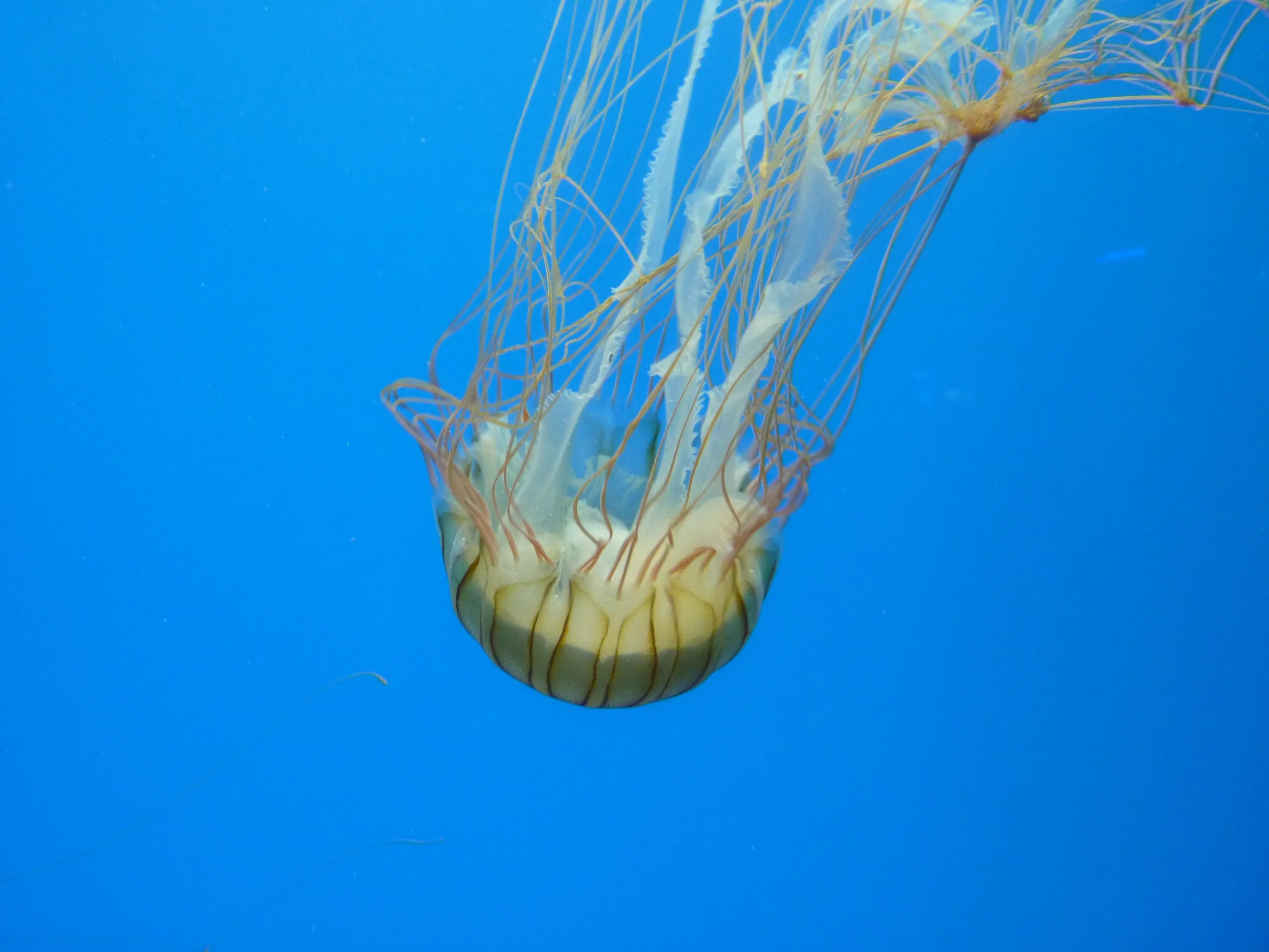 Медуза (биология). Глубоководные медузы. Морские беспозвоночные. Медуза морская.