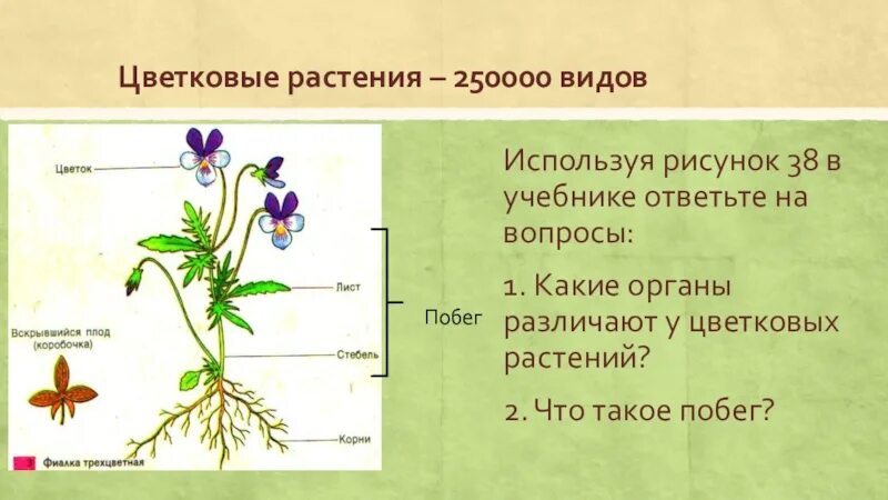 Строение растения в связи с условиями. Строение цветковых растений. Внешнее строение цветкового растения. Изучение органов цветкового растения. Описание строения цветкового растения.