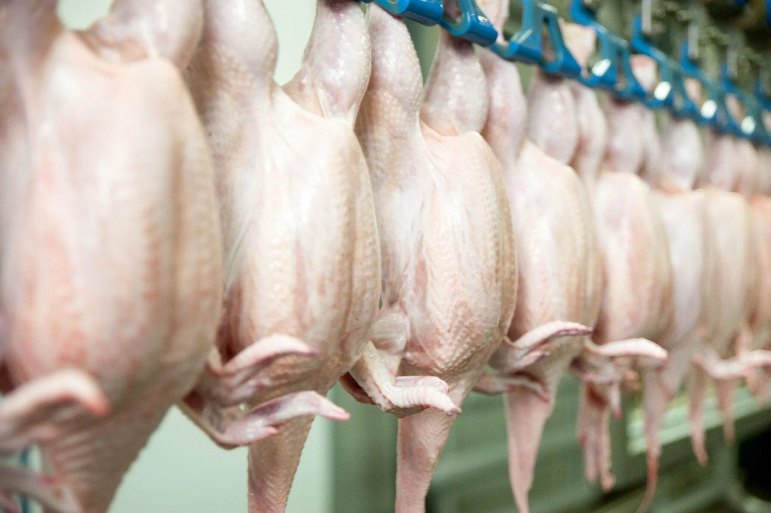 Производители куриного мяса. Производители курятины. Мясная продуктивность птицы. Производство мяса птицы.