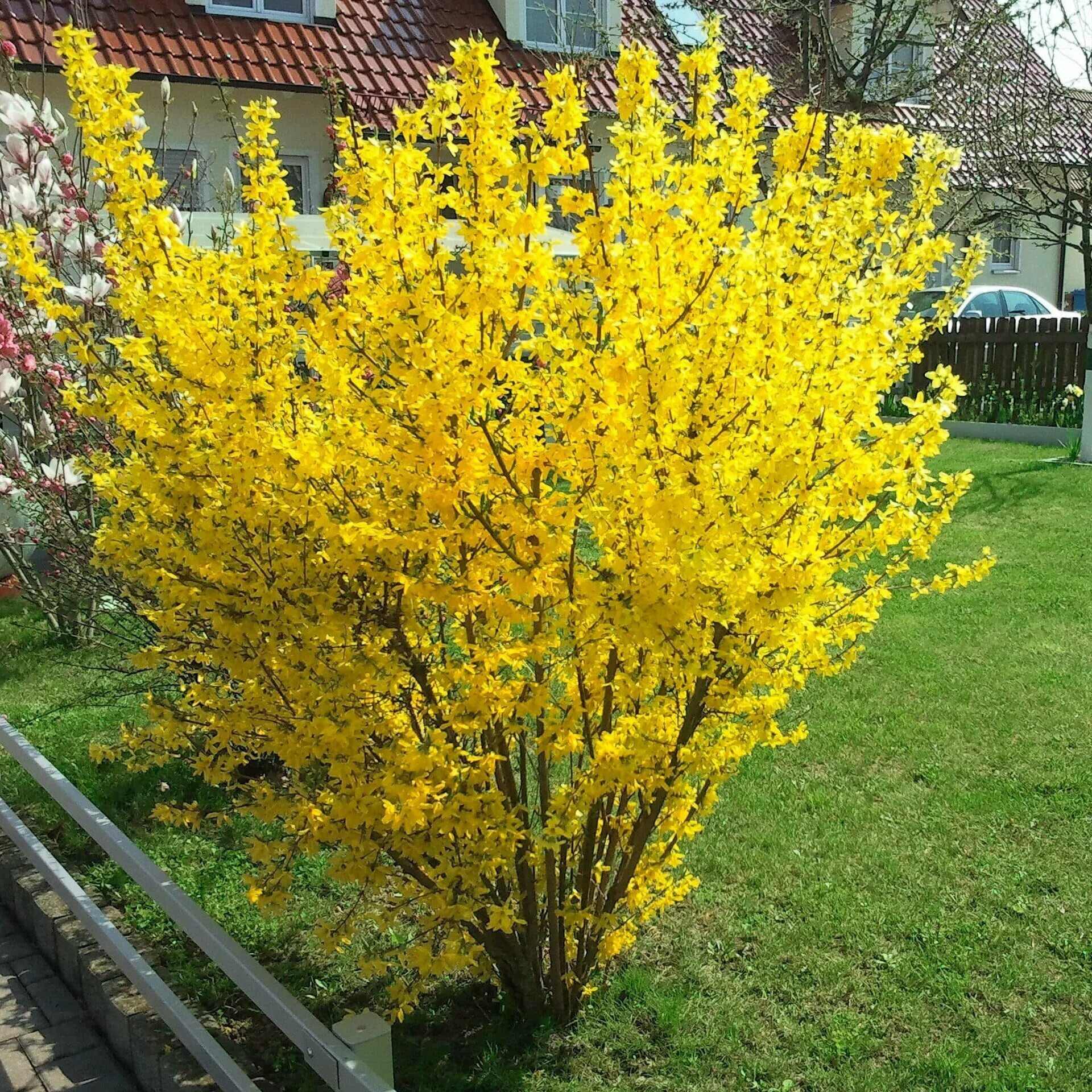 Ранний желтый кустарник фото. Форзиция Микадор. Форзиция промежуточная Голдзаубер. Форзиция средняя Голдзаубер. Форзиция спринг Глори.