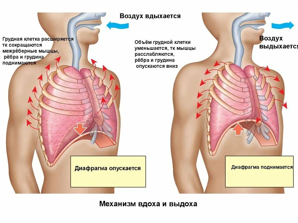 Диафрагма грудной клетки человека. Диафрагма и ребра. Мышцы диафрагмы грудной клетки. Грудная клетка расширяется.