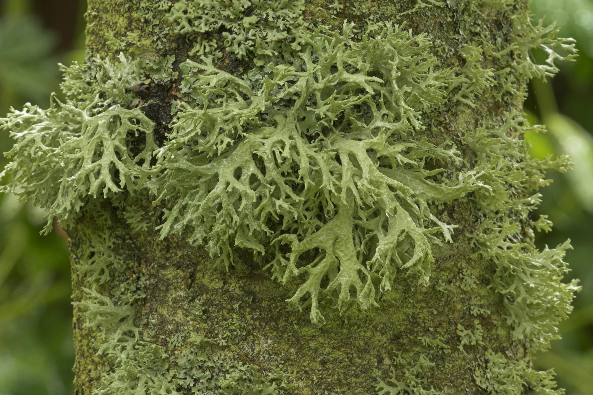 Листоватый лишайник Hypogymnia physodes. Эверния мезоморфная. Зелински дубовый мох.