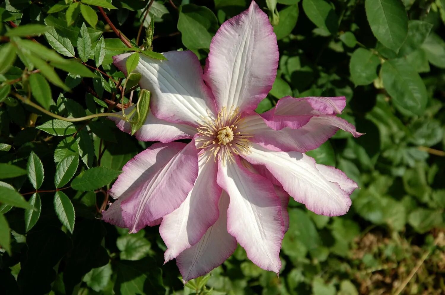 Toltae Clematis Clematis, Garden vines, Clematis vine