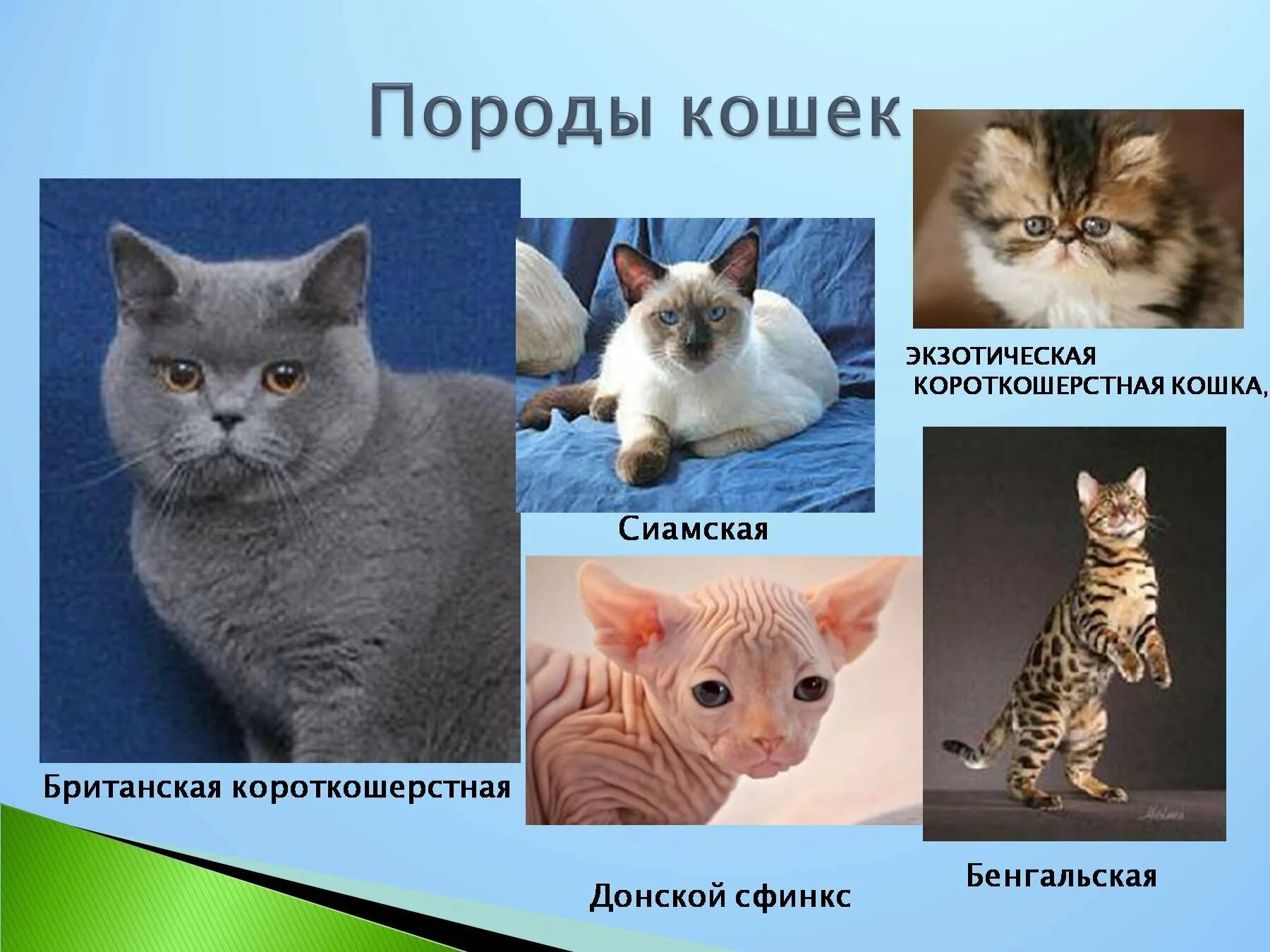 Нормальные породы кошек. Породы кошек плакат. Породы кошек каталог. Породы кошек с названиями. Нормальные породы кошек.