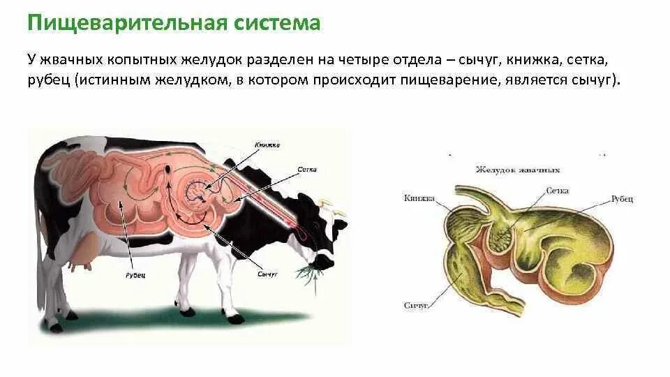 Пищеварительная система жвачных млекопитающих