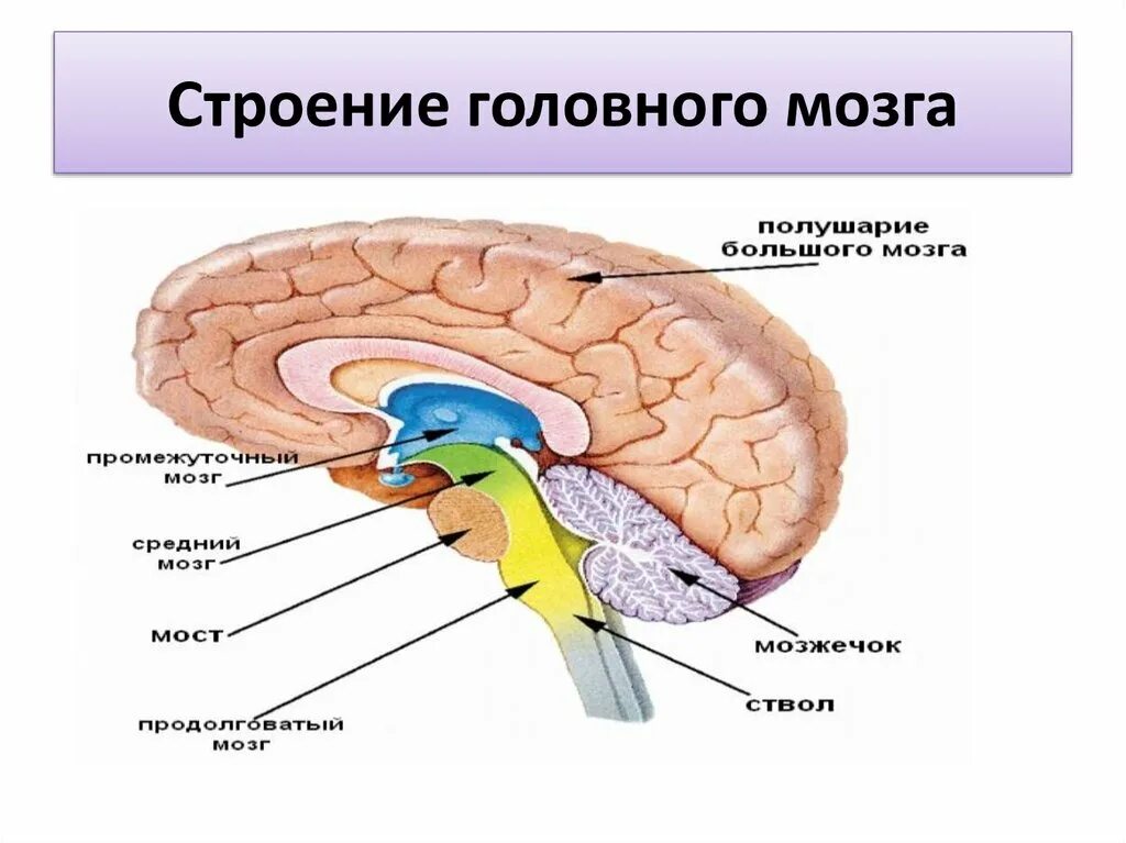 Головной мозг границы. Головной мозг. Структуры головного мозга. Строение головного мозга человека. Общий план строения головного мозга.