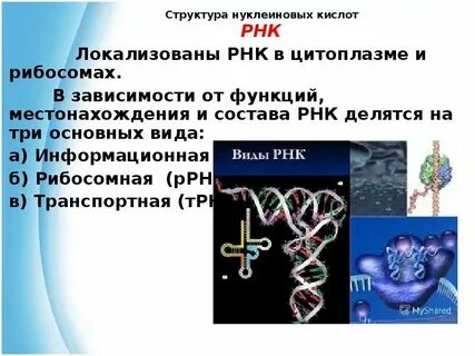 Выберите функции нуклеиновых кислот транспорт кислорода