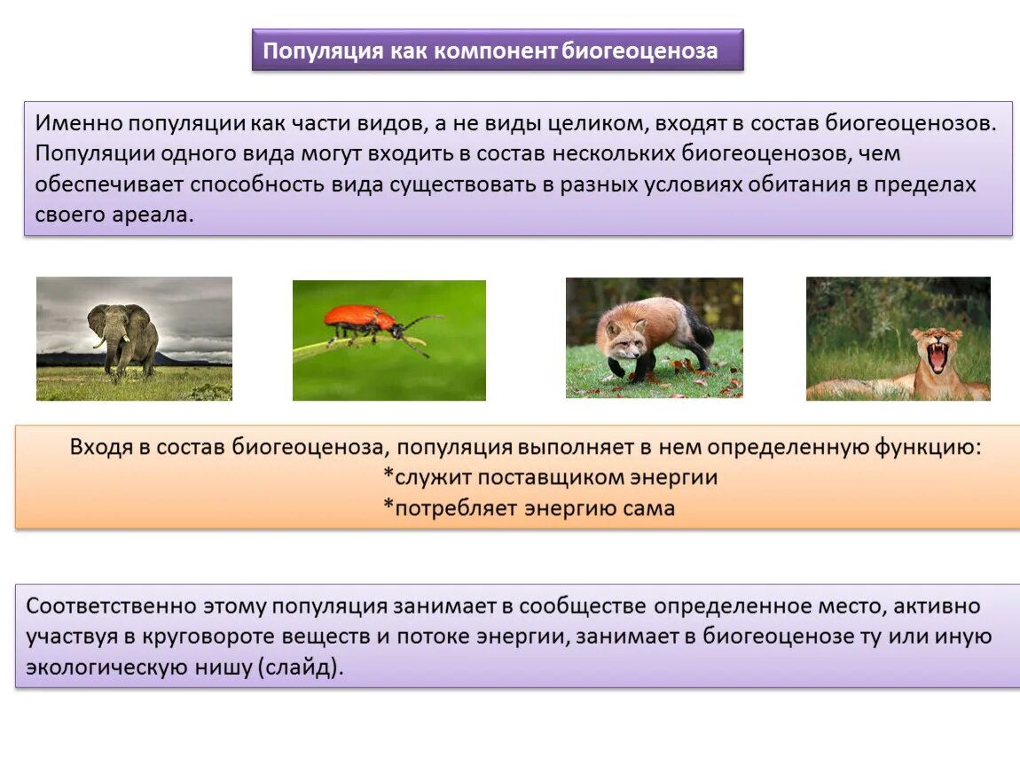 Экологическая ниша в популяции. Популяции организмов. Экологическая ниша это в биологии. Экологическая ниша организмов определяется.