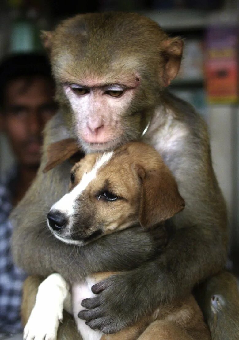 Коте обезьянка. Обезьяна и собака. Дружба животных. Необычная Дружба животных. Щенок и обезьянка.