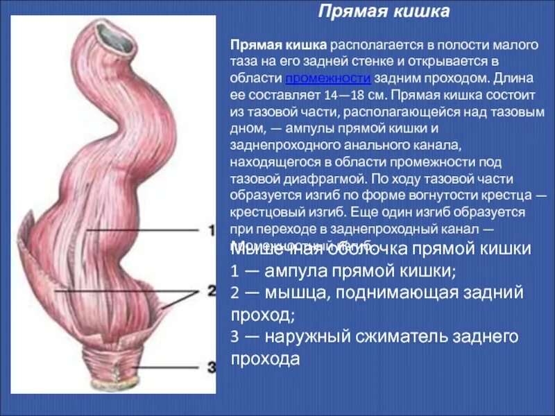 Сколько сантиметров кишка. Краткая анатомия прямой кишки. Мышечная оболочка прямой кишки.