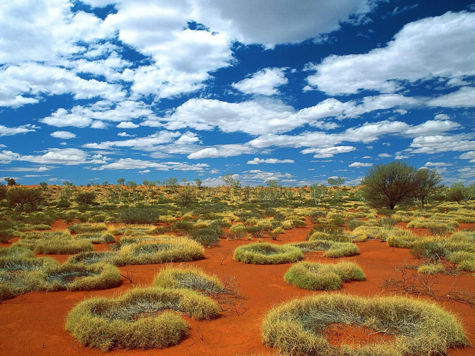 Пустыни и полупустыни Австралии. Спинифекс в Австралии. Саванны Австралии.
