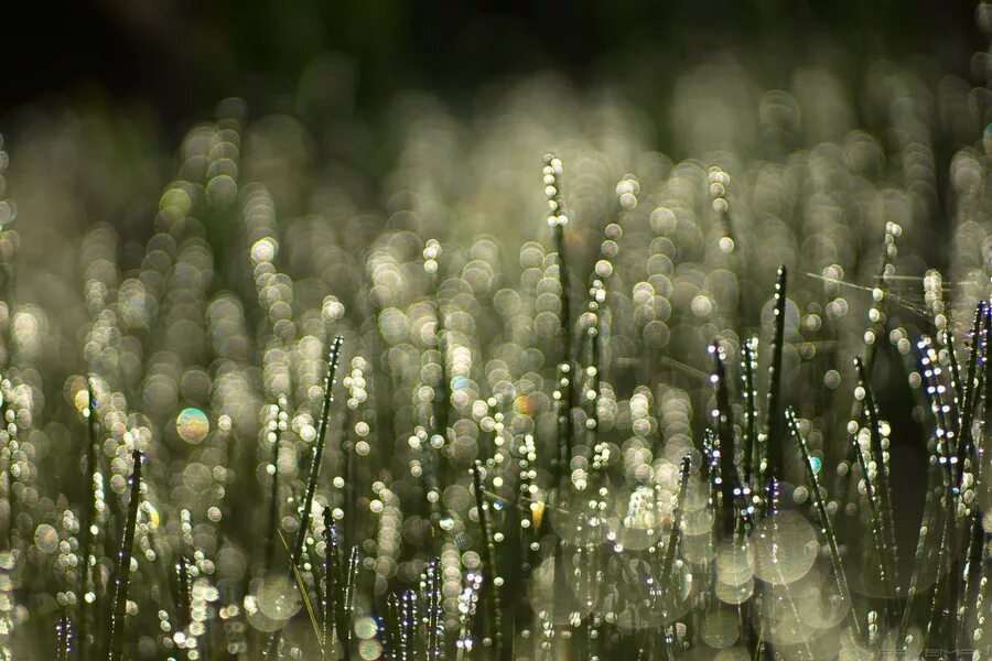 Pentacon 50/1. 8. 8. Trioplan 100 f2. Zeiss biotar 75/1.
