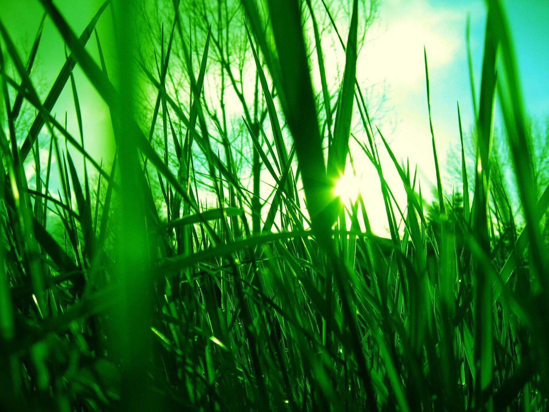 Зеленая трава. Красивая трава. Фон травка. Сочная трава.