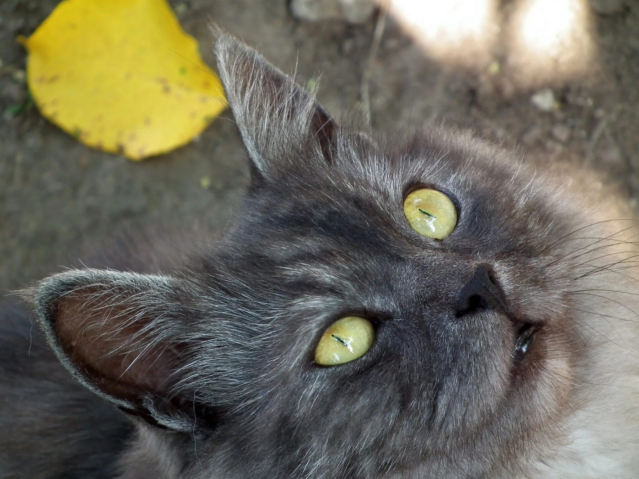 Желтыми как кошачьи глаза какое средство. Серая кошка с желтыми глазами. Серый кот с желтыми глазами. Дымчатая кошка с желтыми глазами. Серый пушистый кот с желтыми глазами.