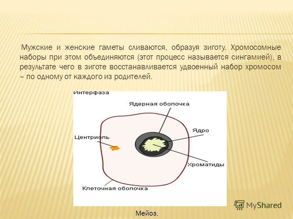 размножение половое клеток гамет. половое размножение хламидомонады. типы оплодотворения 10 класс. гамета и зигота. хламидомонада размножение зооспорами.