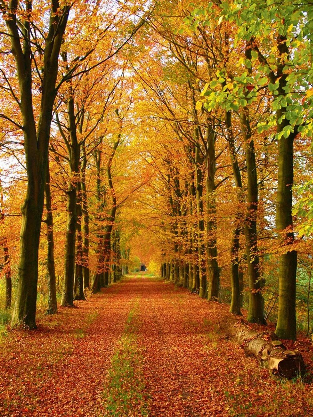 Березовая аллея кумысная поляна саратов. Что такое алеть глагол. Аллеющая. Аллеющая. Аллеющая.