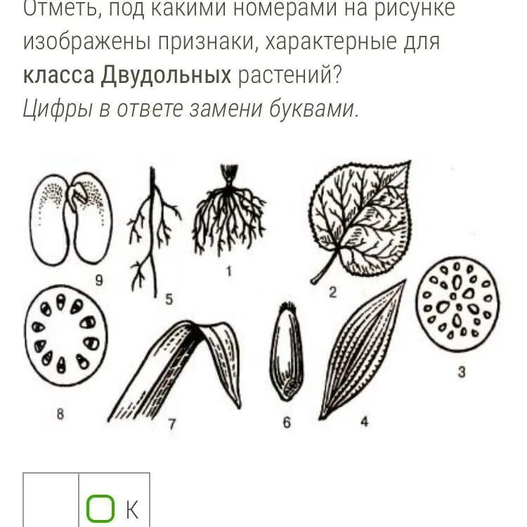 На рисунке изображен признак. Признаки характерные для двудольных растений. Признак характерный для класса двудольных растений. Признаки классов растений рисунки. Однодольные и двудольные задания.