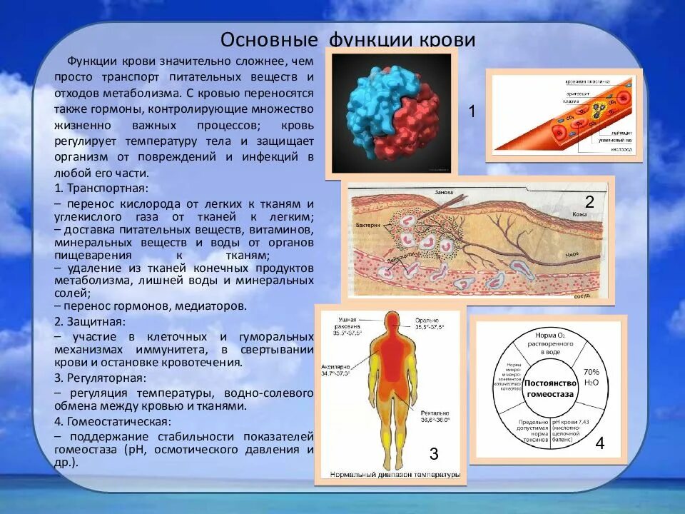 Функции крови. Основные функции крови. Функция гормонов в крови. Гормональная функция крови.