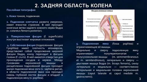 Топография сустава