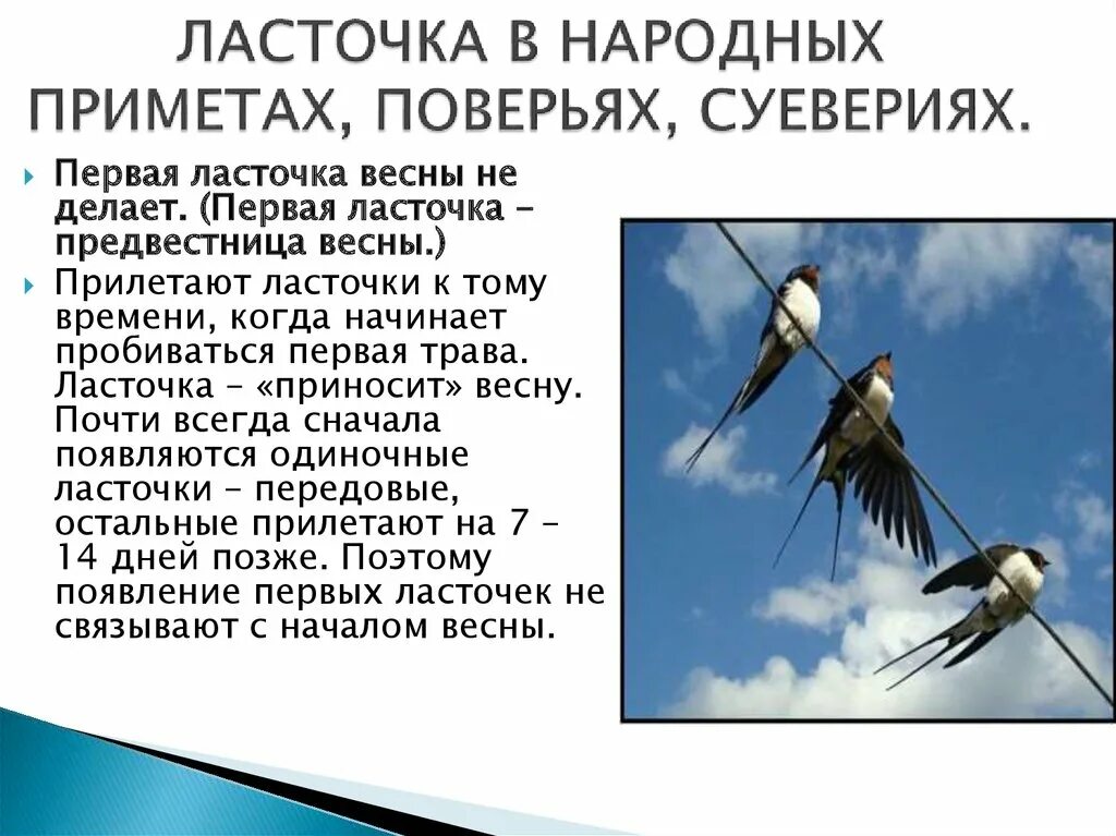 Русская пословица ласточка день начинает. Ласточка. Приметы связанные с ласточками. Примета Ласточка залетела. Приметы про птиц Ласточка.