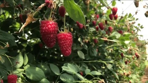 Урожайность малины пшехиба