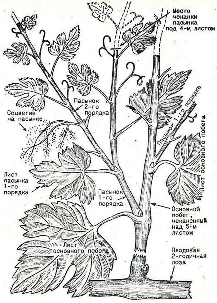 Карта пасынка. Пасынковать виноград весной. Схема пасынкования винограда. Виноградная лоза пасынкование. Пасынкование винограда летом.