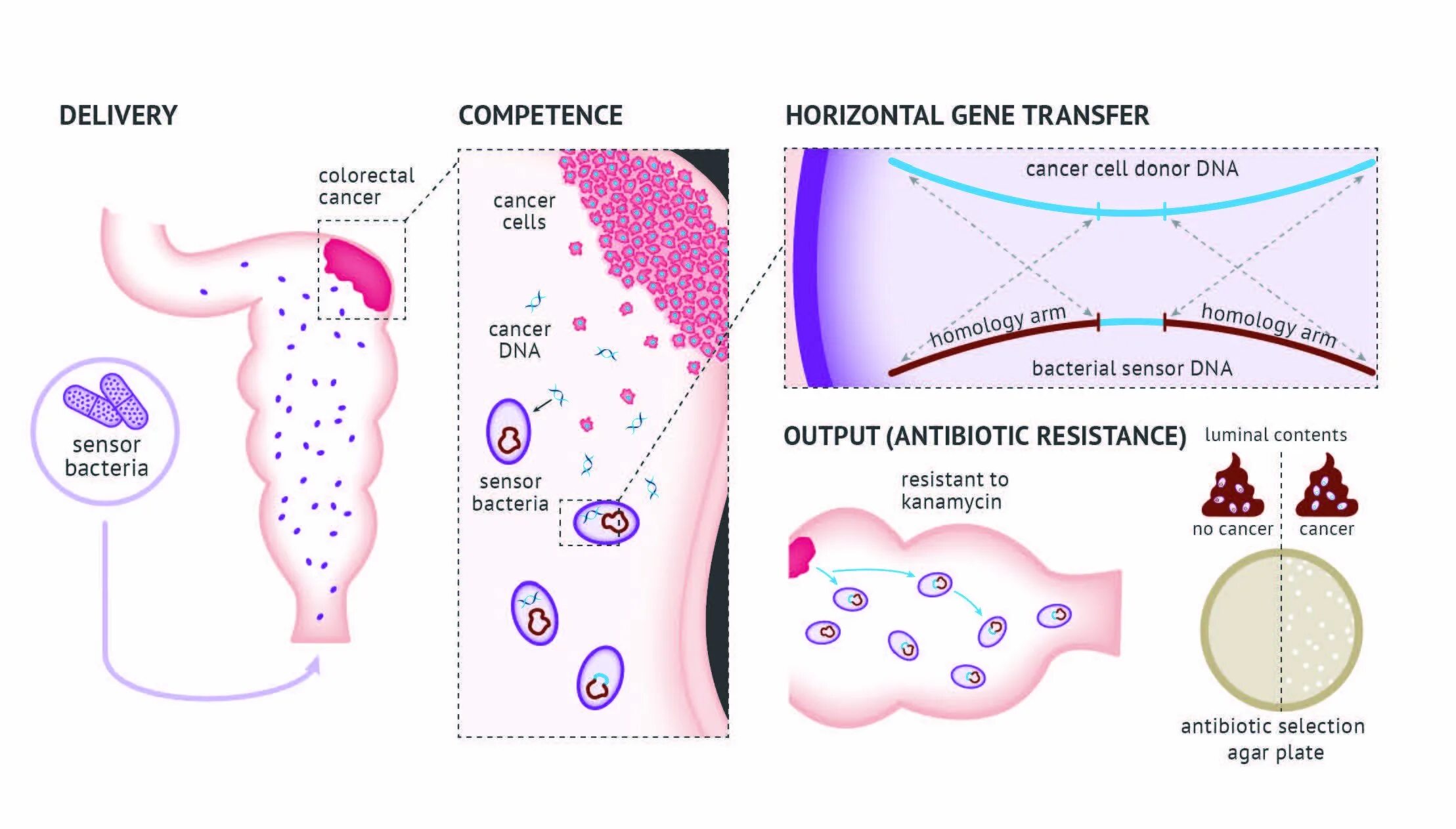 Днк опухоли. ДНК раковой клетки. Horizontal Gene transfer. Мутация раковых клеток. Методом картирования с использованием ДНК‑диагностики.