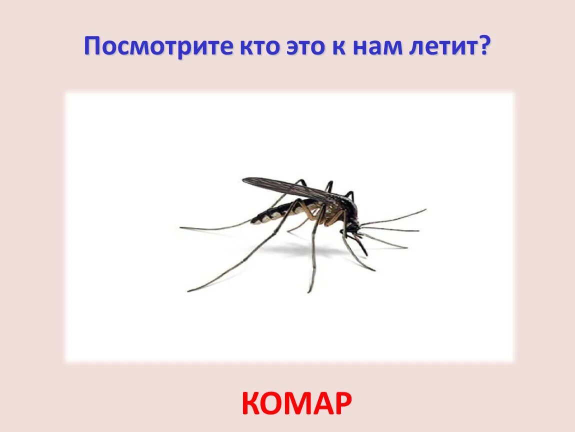 Буква з с комаром. Комар летит. Это комар по кабардински. Летит комар смешной. Полетевший комаров