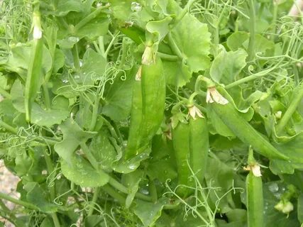 Pisum sativum pea