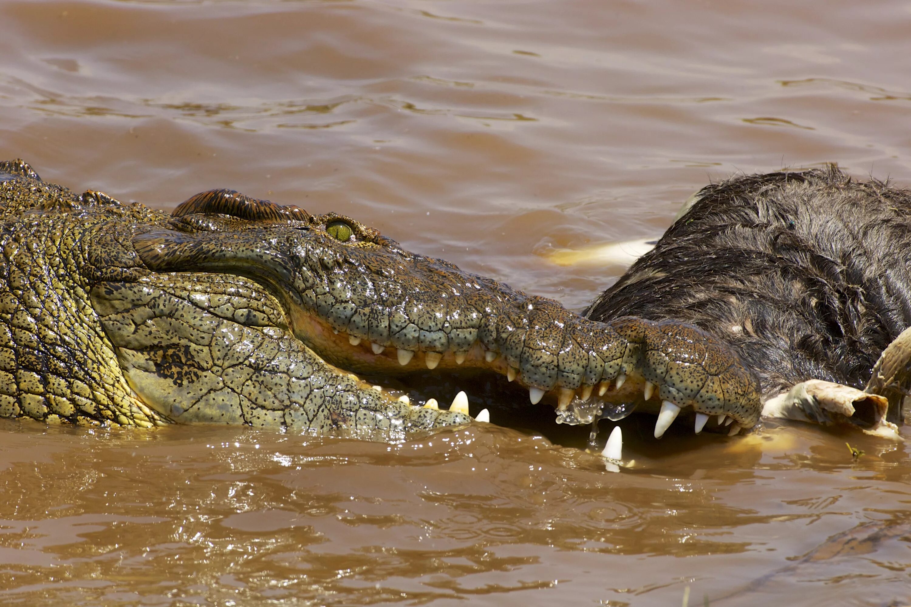 Большая крокодила где послушать. Нильский крокодил. Нильский крокодил Crocodylus niloticus. Нильский крокодил ест крокодил. Нильский крокодил охотится.