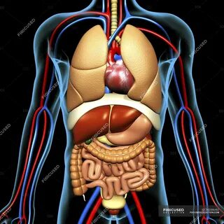 Schematic human anatomy - windpipe, computer - Stock Photo #160086482