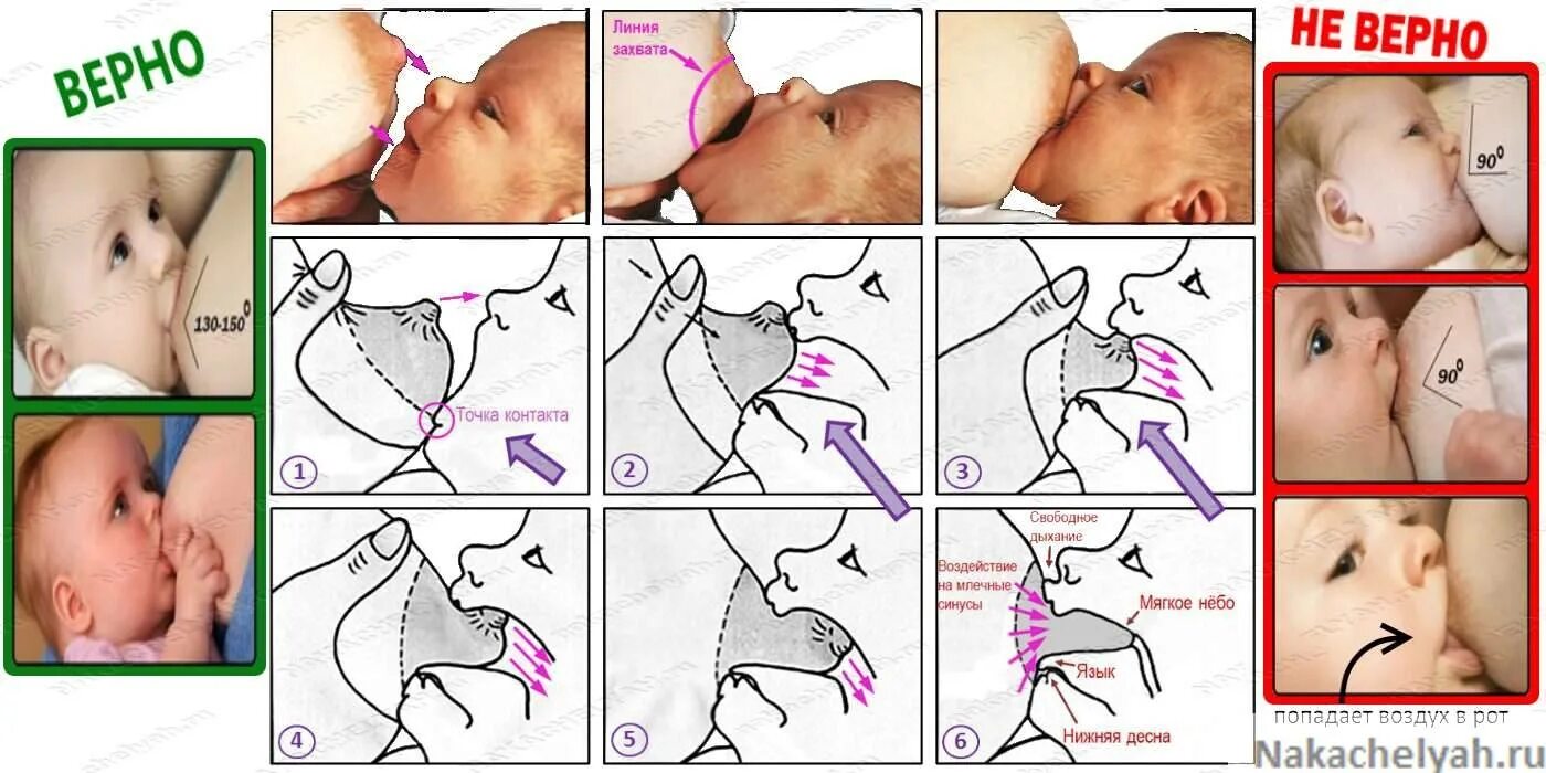 Неправильный захват. Правильный захват при грудном вскармливании новорожденного. Как научить младенца правильно брать грудь. Как правильно захватывать грудь при кормлении. Правильный захват при кормлении грудничка.